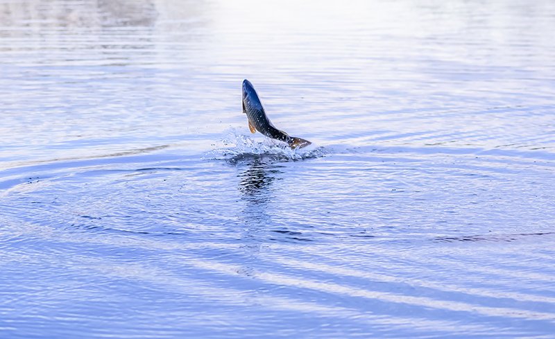 fish-jumping-out-of-water-JWMA4C_20210406-103228_1