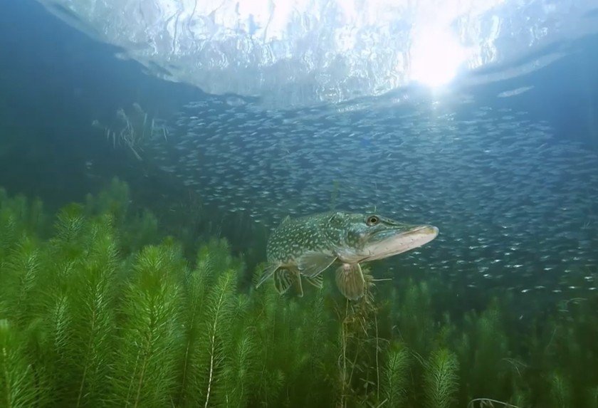 Le Fleuve Invisible Un Trésor Sous La Plaine Du Rhin Le fleuve invisible - Un trésor sous la plaine du Rhin - Maison de la
