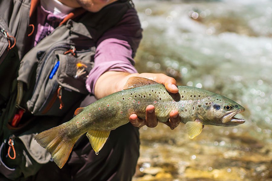 Stage de Pêche MPL – Thématique : pêche à la truite / techniques rivière