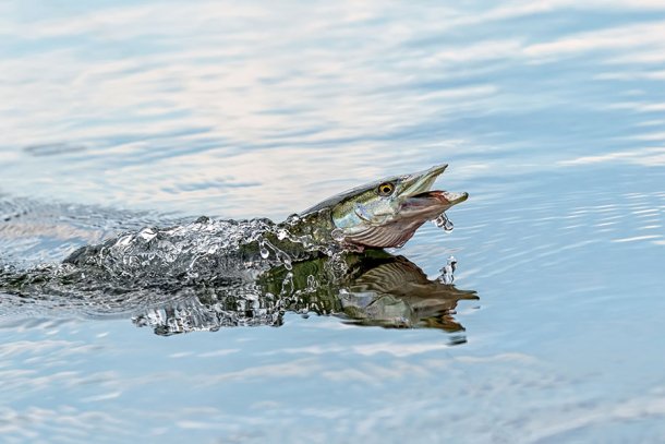 Pêche aux carnassiers